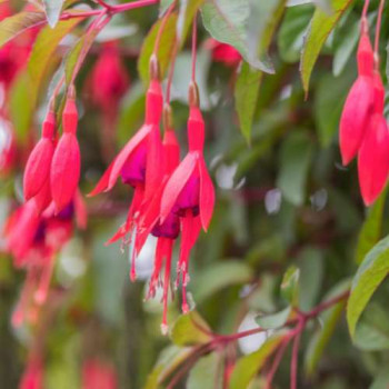 Fuchsia hybr. 'Mrs Popple'  Pot 9 