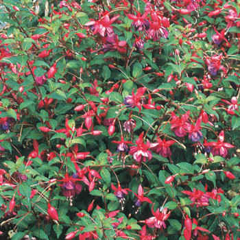 Fuchsia hybr. 'Tom Thumb'  Pot 9 