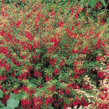 Fuchsia hybr. 'Riccartonii'  Pot 9 