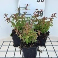Fuchsia magell. 'Gracilis'  Pot 9 