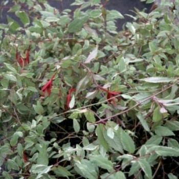 Fuchsia magell. 'Tricolor'  Pot 9 