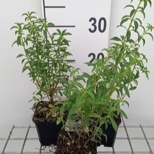 Fuchsia magell. 'Alba' ( 'molinae')  Pot 9 