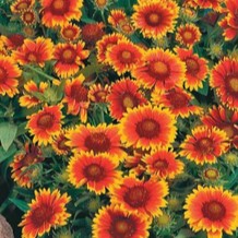 Gaillardia aristata 'Arizona Sun'  Pot 9 