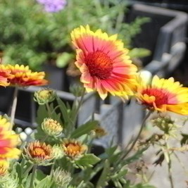 Gaillardia hybr. 'Kobold' (= 'goblin')  Pot 9 