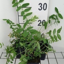 Galega officinalis  Pot 9 