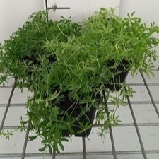 Galium verum  Pot 9 