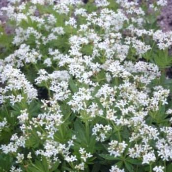 Galium odoratum (=asperula.od.)  Pot 9 