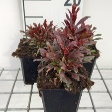 Gaura lindh. blaze® ( oenothera lindh.)  Pot 9 