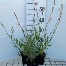 Gaura lindh. 'Corrie's Gold'( oenothera lindh.)  Pot 9 