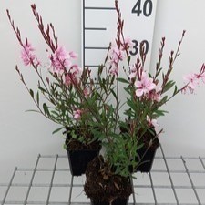 Gaura lindh. 'Cherry Brandy'  Pot 9 