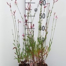 Gaura lindh. 'Flamingo Pink' ( oenothera lindh.)  Pot 9 