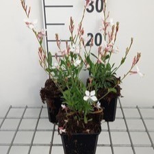 Gaura lindh. 'Snowstorm'®  Pot 9 