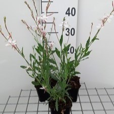 Gaura lindh. 'Short Form'  Pot 9 