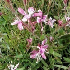 Gaura lindh. 'Siskiyou Pink'  CT 2 litres 