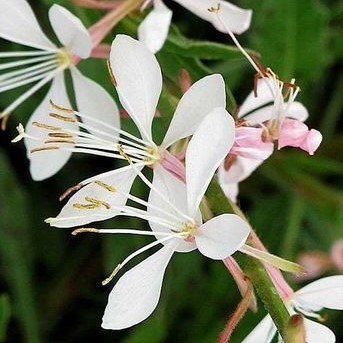 Gaura lindh. 'Whirling Butterflies'  CT 2 litres 