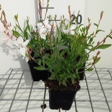 Gaura lindh. 'White Dove'  Pot 9 