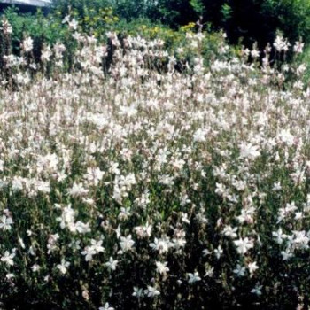 Gaura lindheimeri  CT 2 litres 