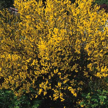 Genista hispanica 0.25 à 0.30 m Cont. 