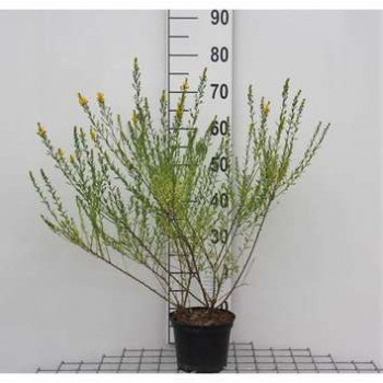 Genista tinct. 'Royal Gold' 0.30 à 0.40 m Cont. 