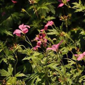 Geranium endressii  Pot 9 