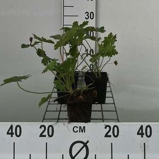 Geranium macrorrhizum  CT 2 litres 