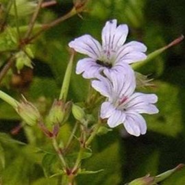 Geranium nodosum  Pot 9 