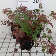 Geranium robertianum  Pot 9 