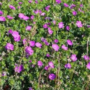 Geranium sanguineum  Pot 9 