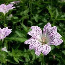Geranium versicolor  Pot 9 