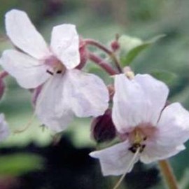 Geranium cant. 'Biokovo'  CT 2 litres 