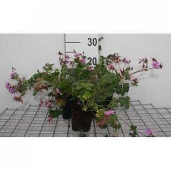 Geranium cant. 'Cambridge'  Pot 9 