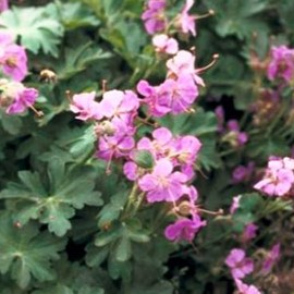Geranium cant. 'Karmina'  Pot 9 