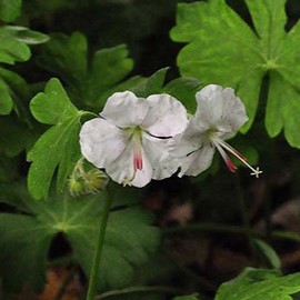 Geranium cant. 'St. Ola'  Pot 9 