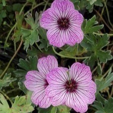 Geranium cin. 'Ballerina'  Pot 9 