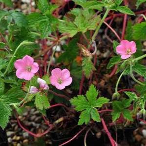 Geranium endr. 'Wargrave Pink'  Pot 9 