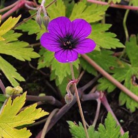Geranium hybr. 'Ann Folkard'  Pot 9 