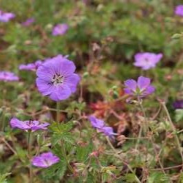 Geranium hybr. 'Azure Rush'®  Pot 9 