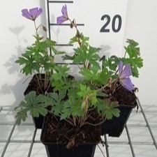 Geranium himal. 'Baby Blue'  Pot 9 