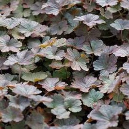 Geranium hybr. 'Dusky Crug'  Pot 9 