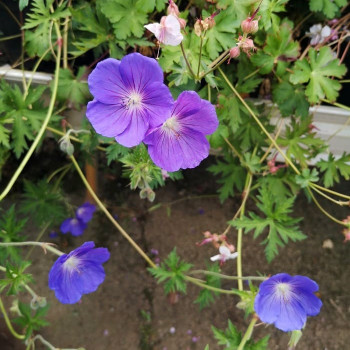 Geranium hybr. 'Johnson's Blue'  CT 2 litres 