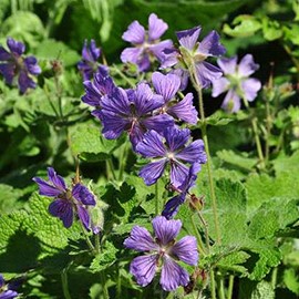 Geranium hybr. 'Philippe Vapelle'  Pot 9 