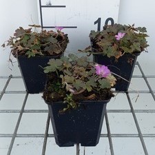 Geranium hybr. 'Tanya Rendall'  Pot 9 