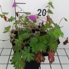 Geranium hybr. 'Tiny Monster'  Pot 9 
