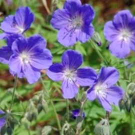Geranium hybr. 'Brookside'  Pot 9 