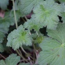 Geranium hybr. 'Dreamland'®  Pot 9 
