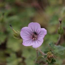 Geranium hybr. 'Joy'  Pot 9 