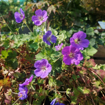 Geranium hybr. 'Rozanne'®  Pot 9 