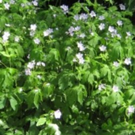 Geranium macul. 'Album'  Pot 9 
