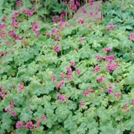 Geranium macr. 'Czakor'  Pot 9 