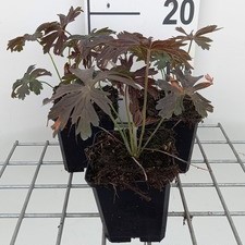 Geranium macul. 'Espresso'  Pot 9 
